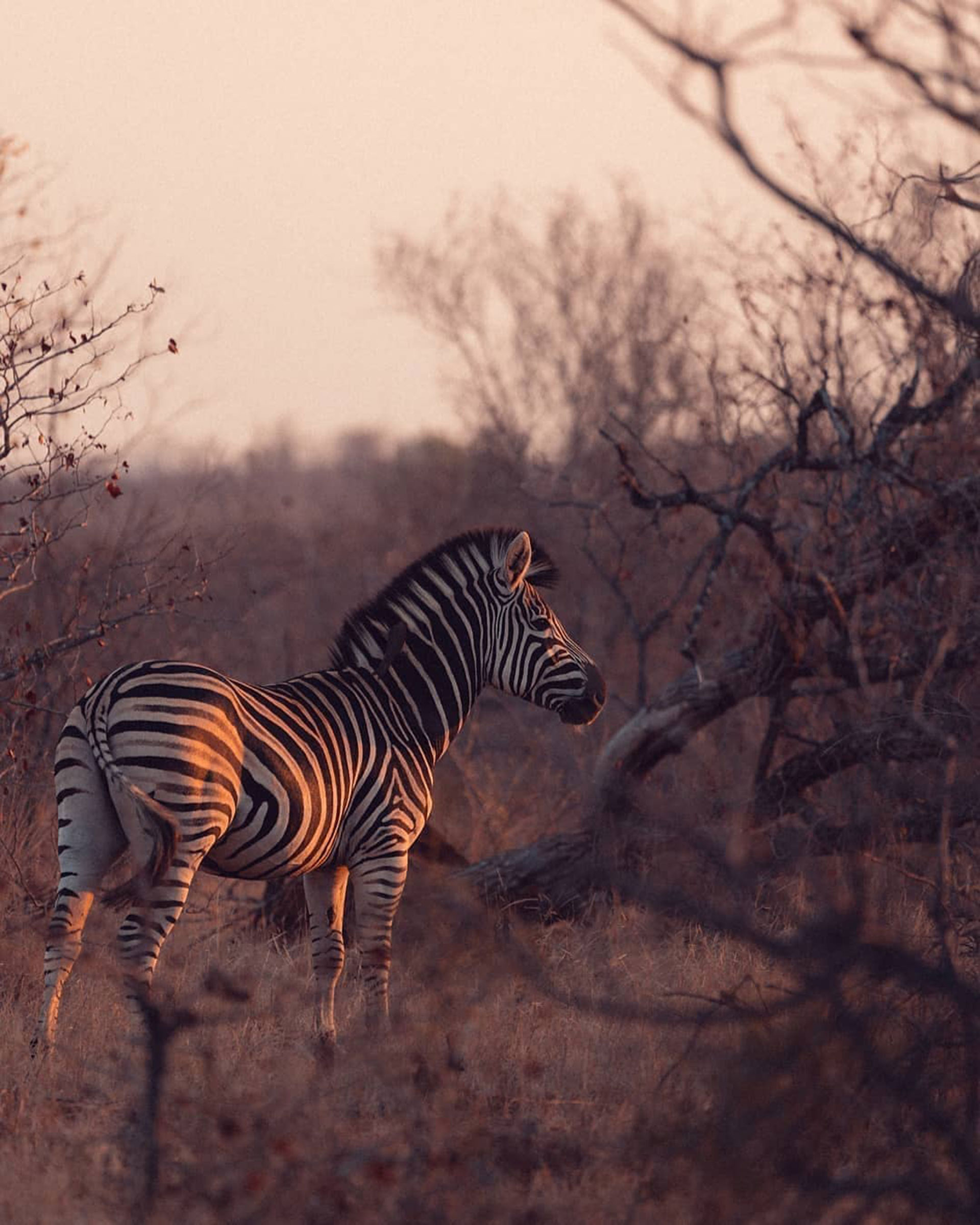 El parque nacional Kruger, en el nordeste de Sudáfrica, es una de las reservas de caza más grandes de África (@krugernationalpark)