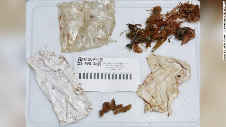 Los restos de plástico encontrado en el delfín bebé hembra en abril (Foto: Cortesía FWC)