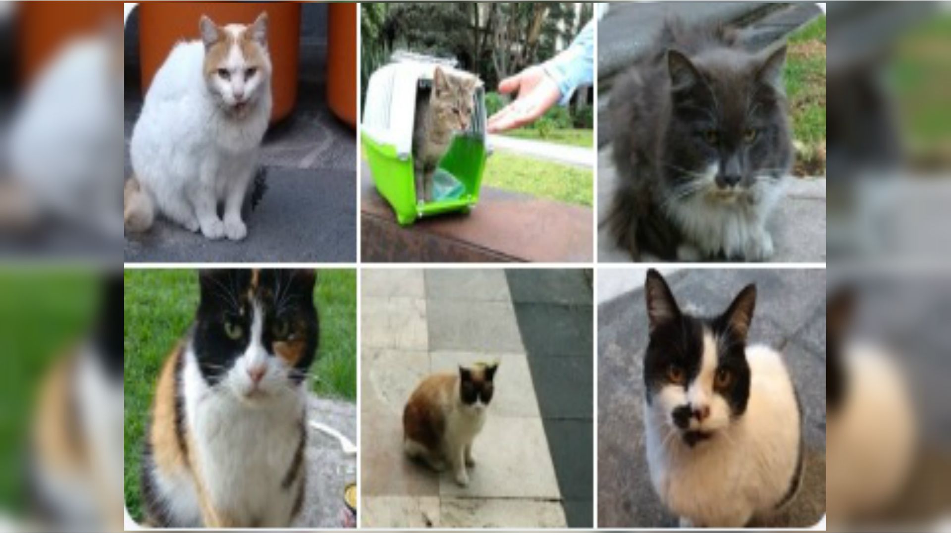 La veintena de gatos se ha convertido en un atractivo turístico (Foto: especial)