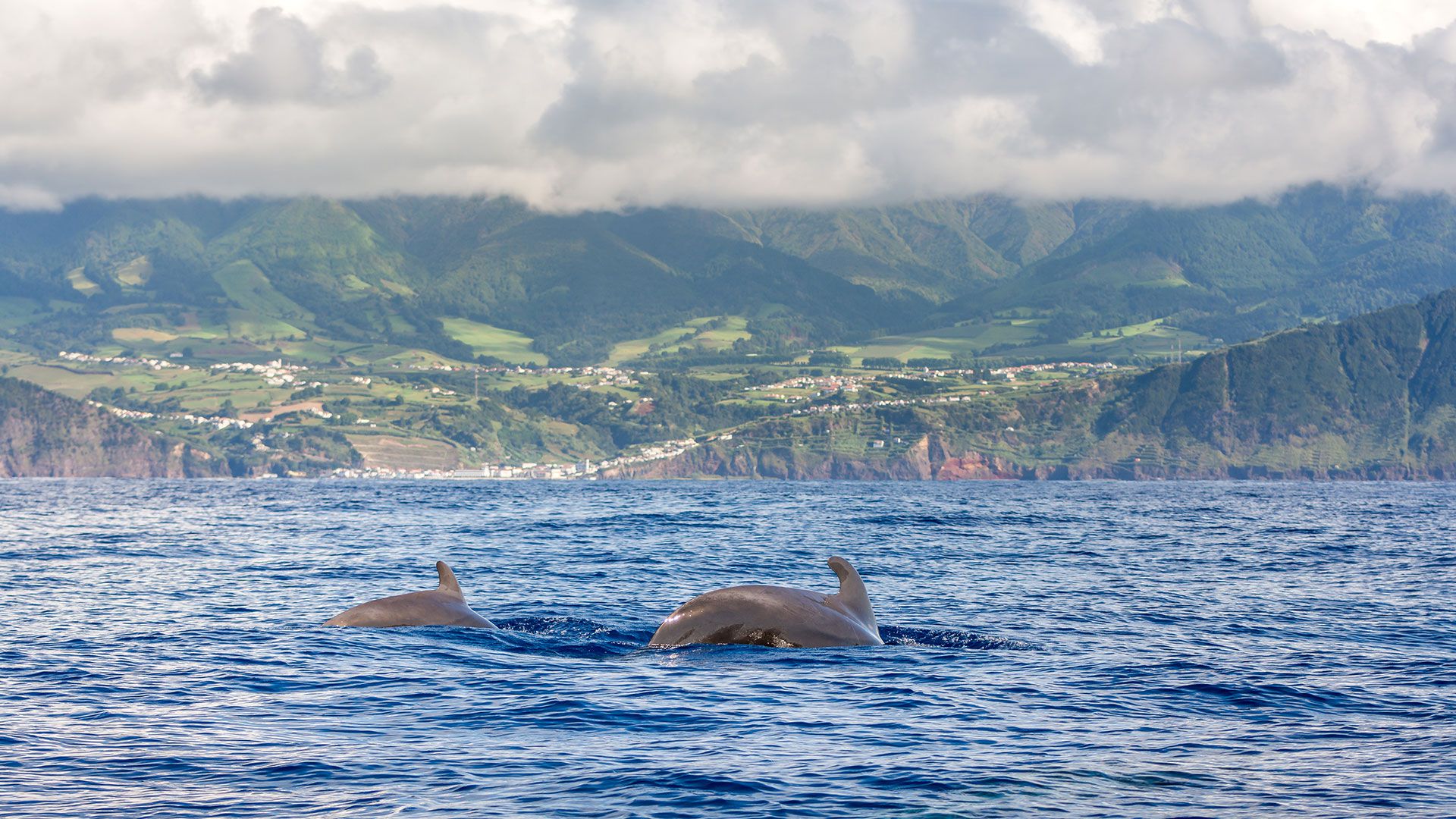 Hasta un tercio de los cetáceos del mundo se pueden encontrar en las aguas alrededor de las Azores, incluidos los delfines nariz de botella (Shutterstock)