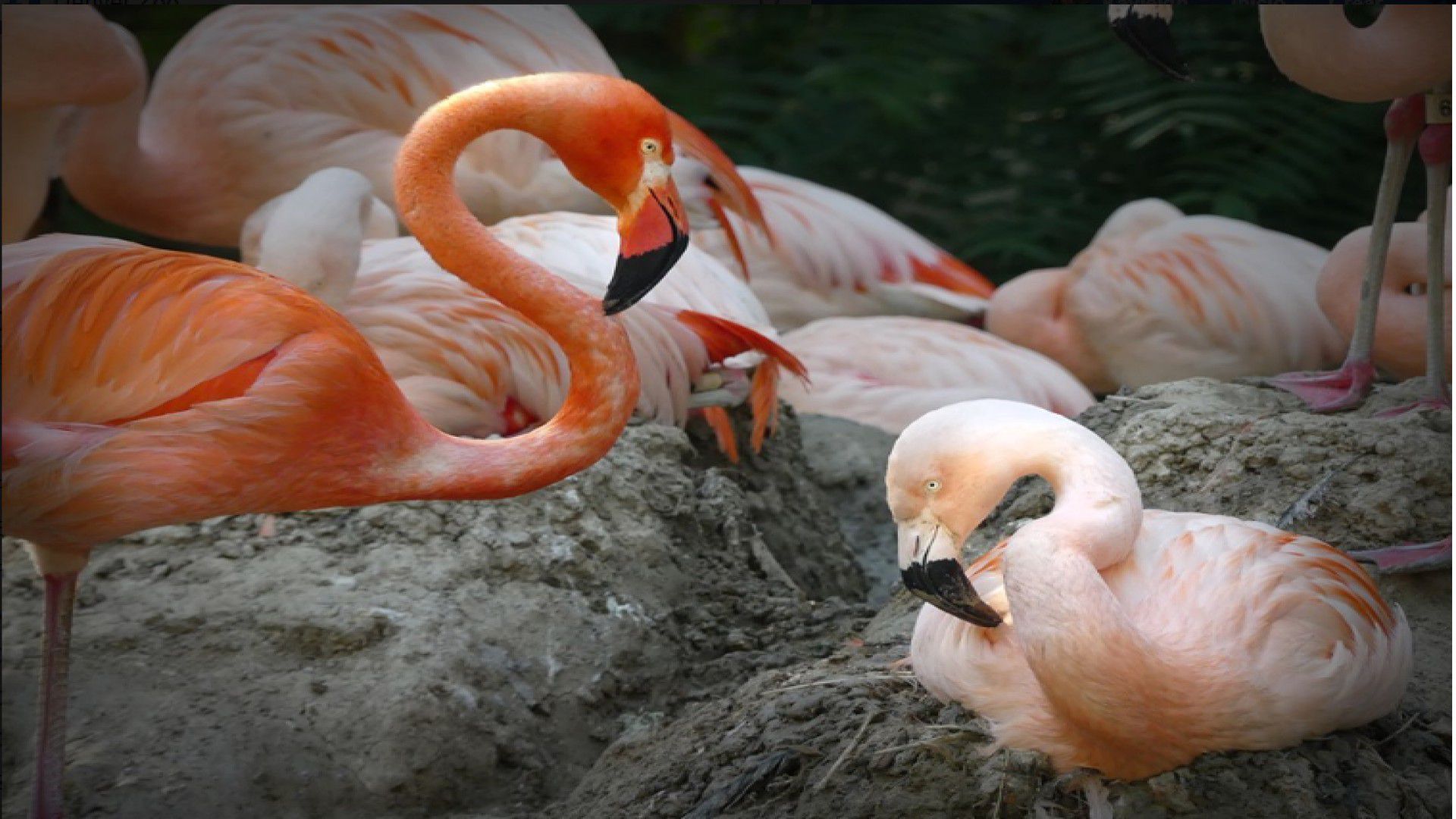 En el Zoológico de Denver hay una pareja de flamingos macho (Foto: Facebook Denver Zoo)