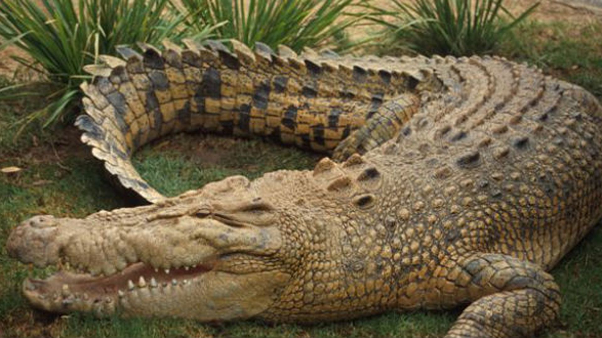 Los cocodrilos hace 200 millones de año no lucían similar en su dentadura a los actuales