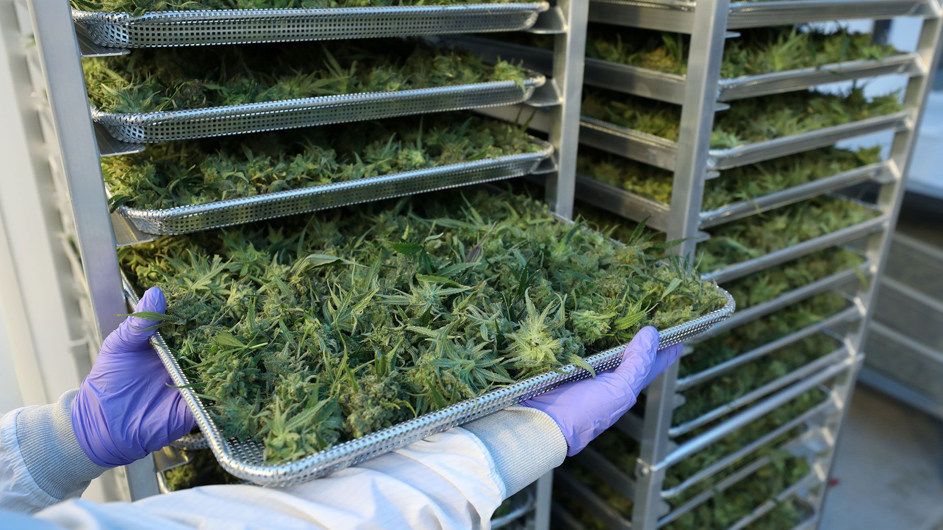 En Colombia se puede cultivar marihuana y comercializarla para usos medicinales. (Reuters)