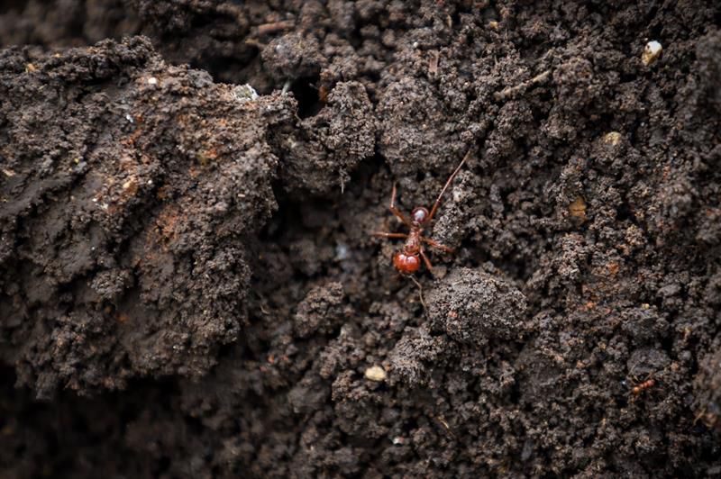 Este tipo de insecto es “hijo” de la hormiga arriera (Foto: EFE)