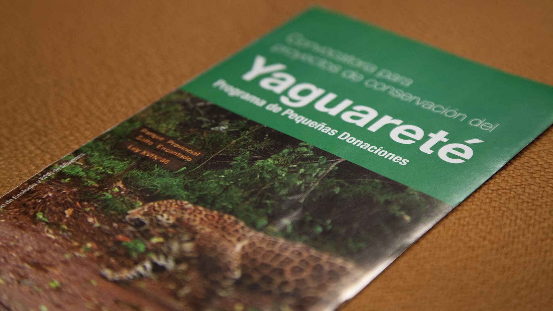 En Argentina hay alrededor de 250 yaguaretés (Santiago Saferstein)