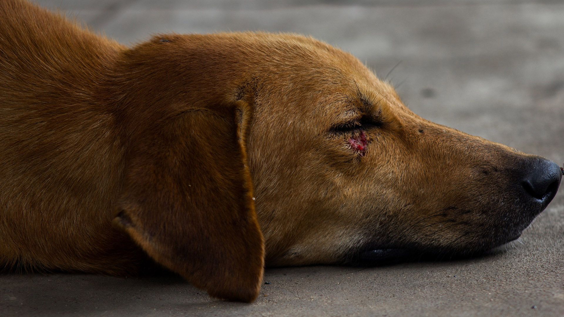 En México, miles de perros son víctimas de abusos y maltratos cada año (Foto: Archivo)