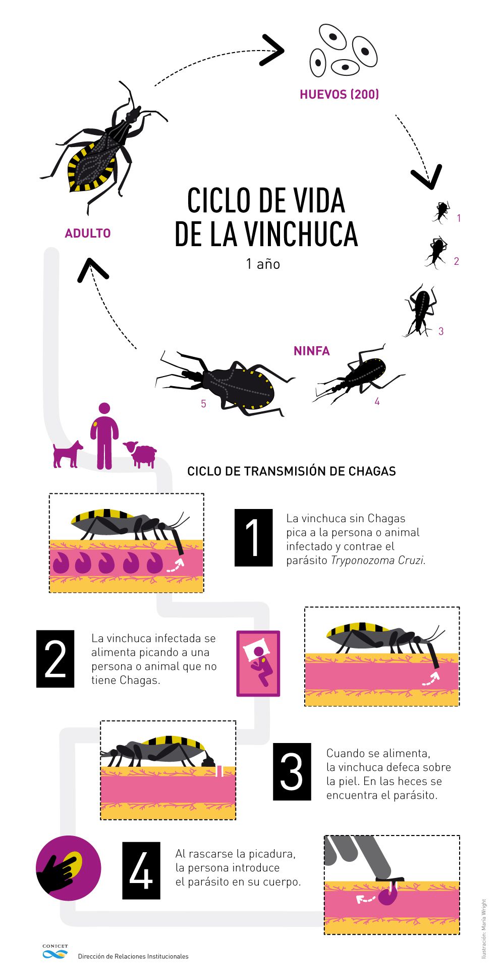 El ciclo del mal de Chagas (Conicet)