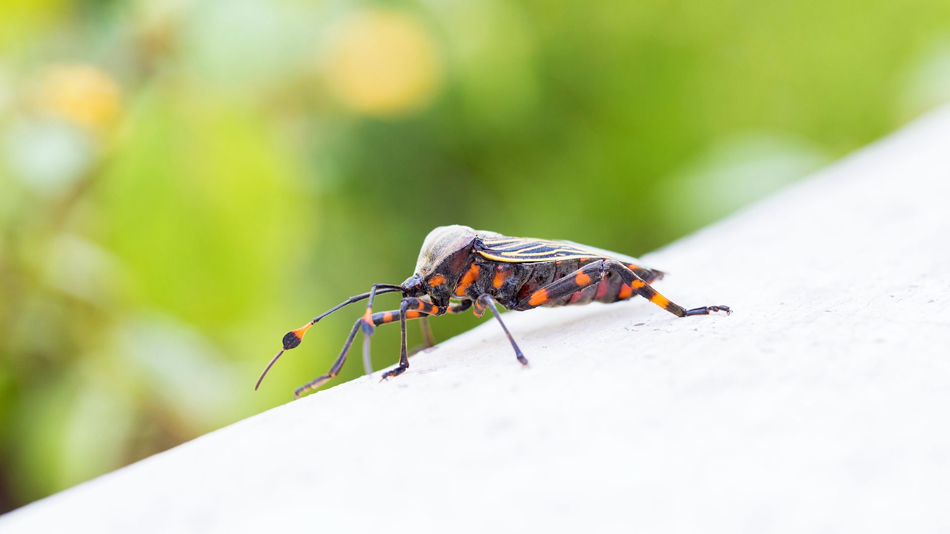 El Chagas afecta en la actualidad a casi 1.500.000 argentinos y la vinchuca es el vector de este mal (Shutterstock)