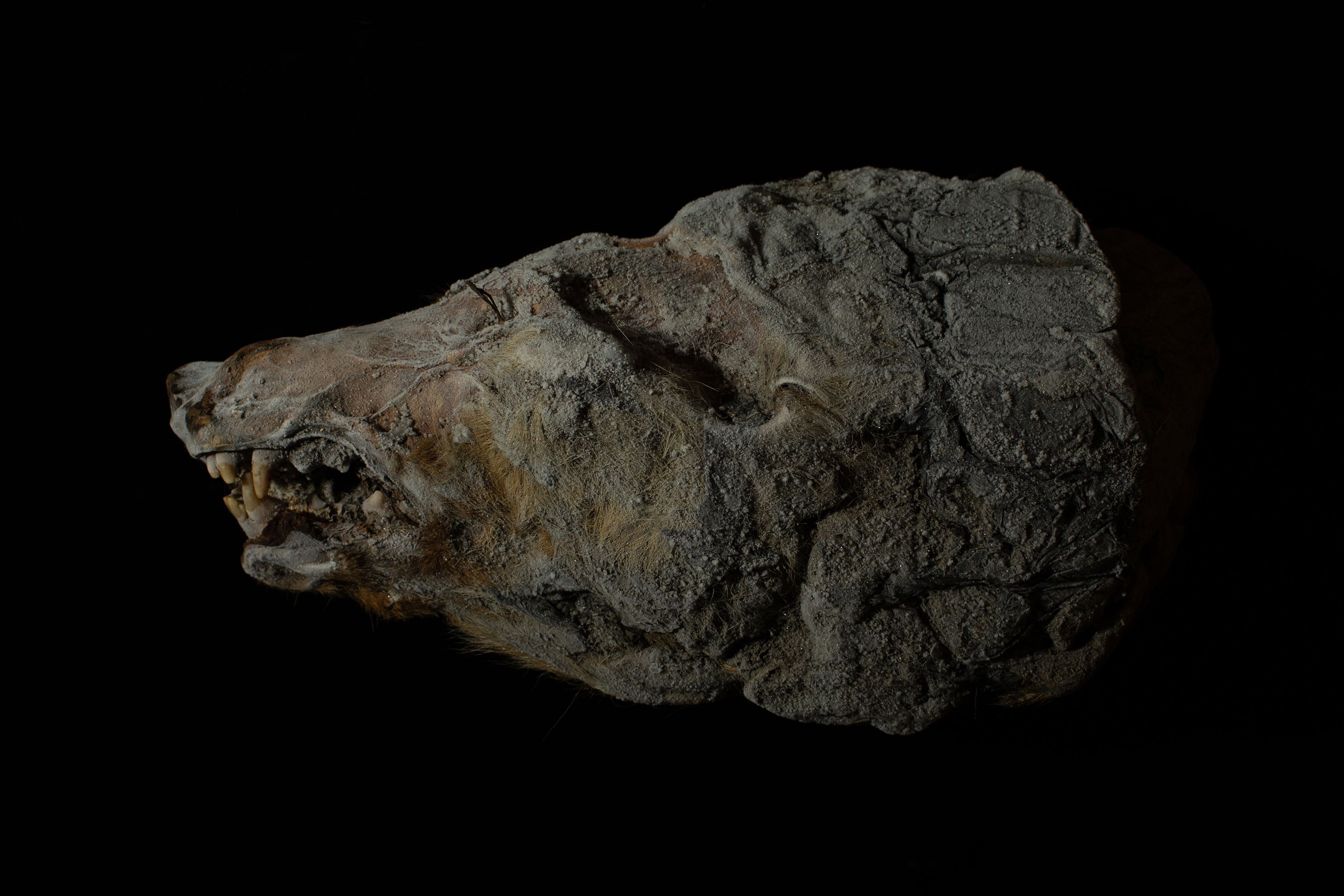 Una cabeza de lobo de 32.000 años de antigüedad que estuvo congelada en el permafrost a 20 metros bajo tierra. (Emile Ducke/The New York Times)