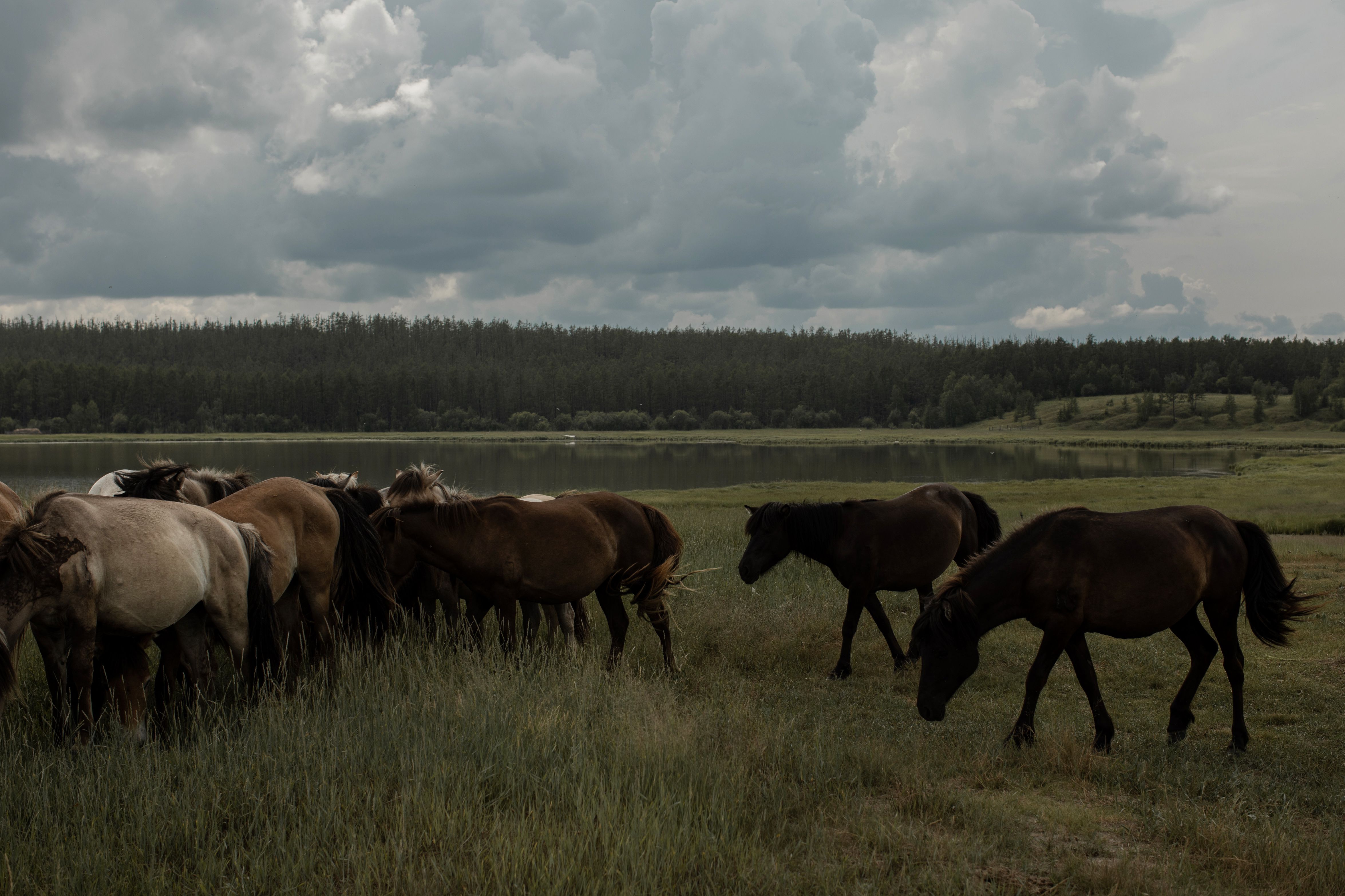 En Yakutia, los granjeros han remplazado a decenas de miles de vacas con caballos nativos que comen menos heno, pero producen menos leche. Además, el mercado para su carne es limitado. (Emile Ducke/The New York Times)