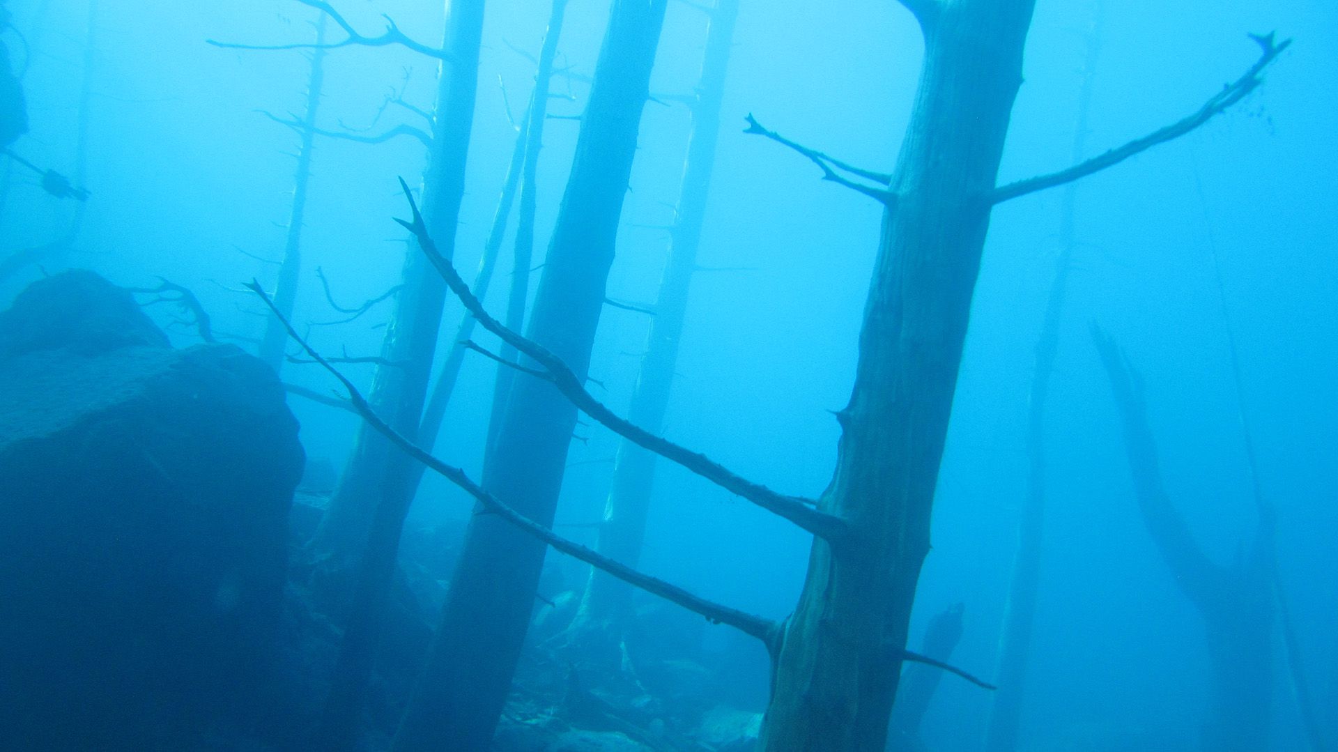 Según el estudio, algunos de los árboles del “Bosque Sumergido” quedaron unos 15 metros por debajo del agua del lago (Shutterstock.com)