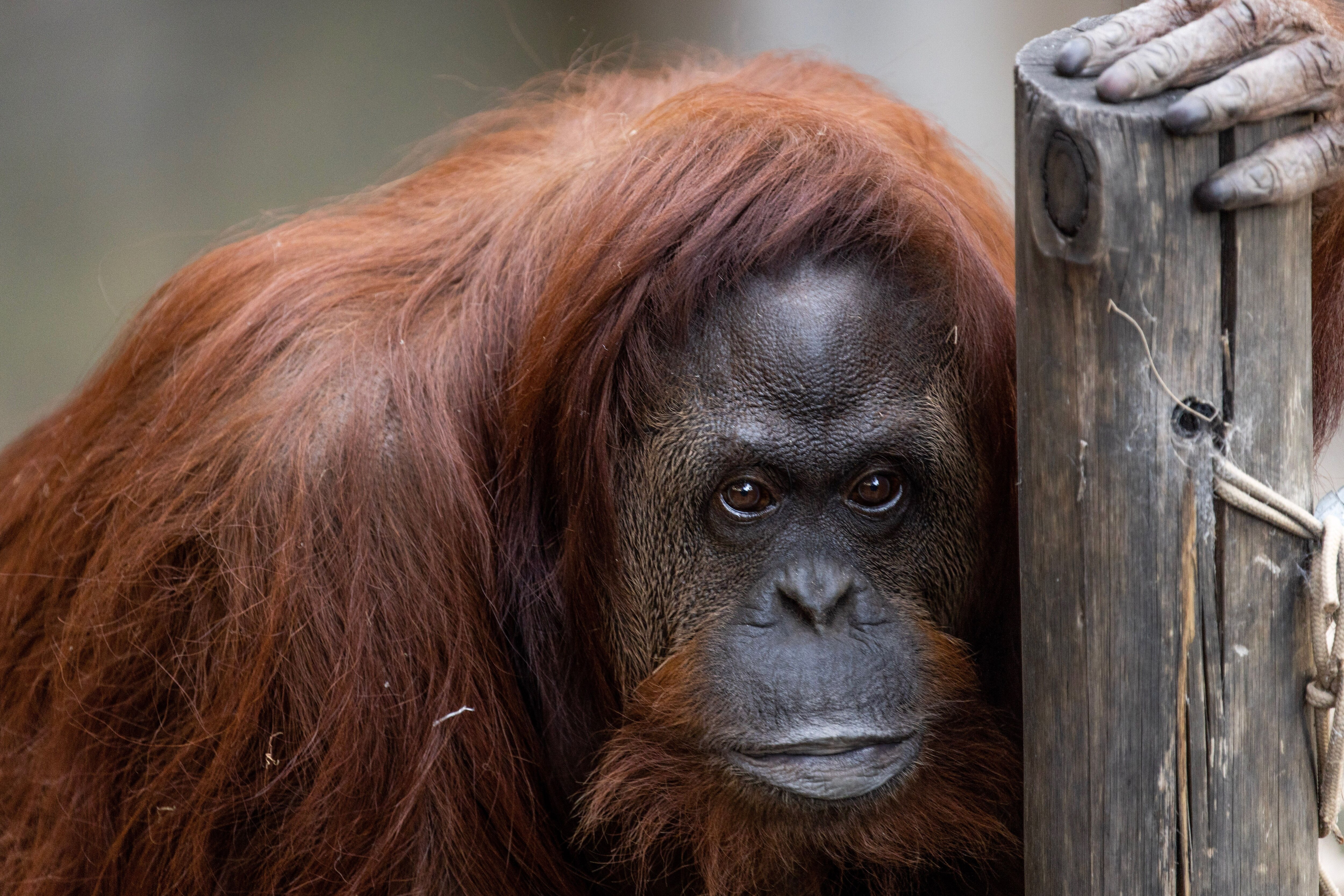 La orangutana Sandra será traslada este jueves a los Estados Unidos. (Tomas F. Cuesta)