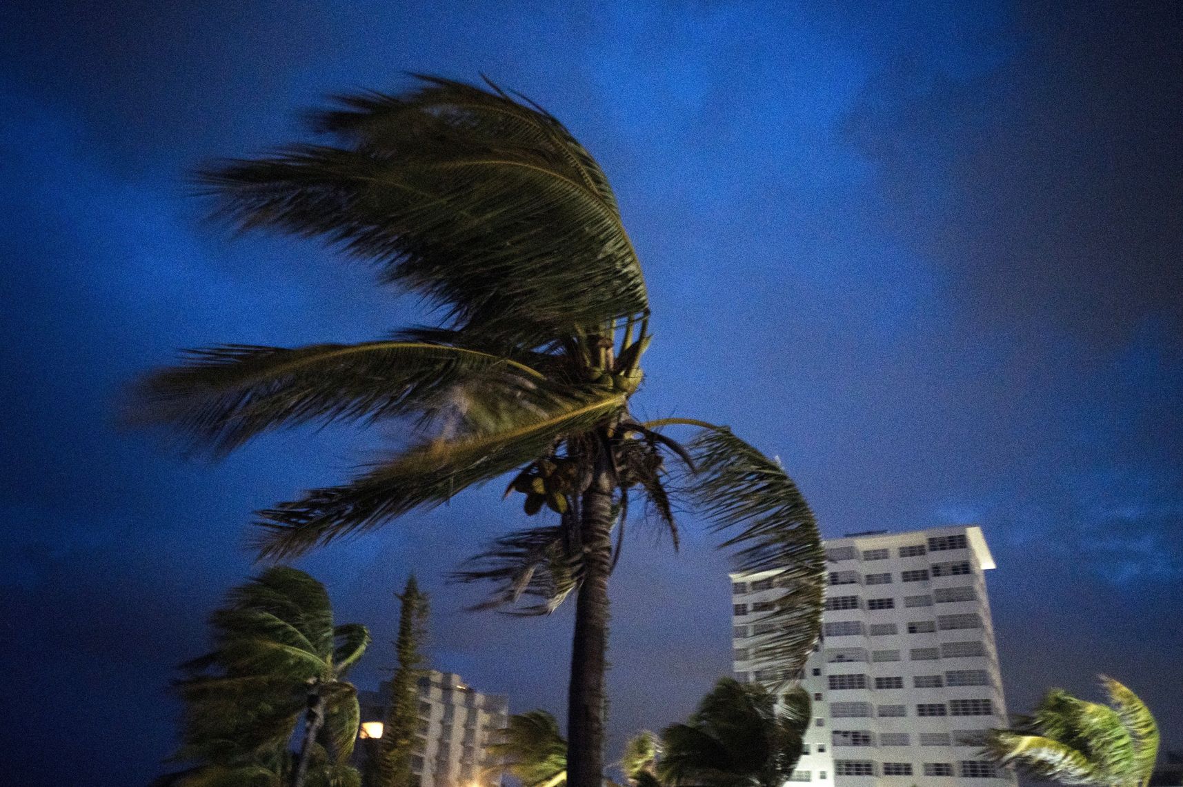 Fuertes vientos agitan las palmas de los cocoteros a la llegada del huracán Dorian a Freeport, Gran Bahama, Bahamas, el doming 1 de septiembre de 2019. (AP Foto/Ramón Espinosa)