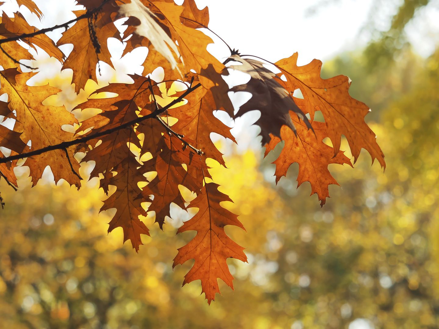 Las hojas anaranjadas son un rasgo distintivo de otoño (Foto: Pxhere)