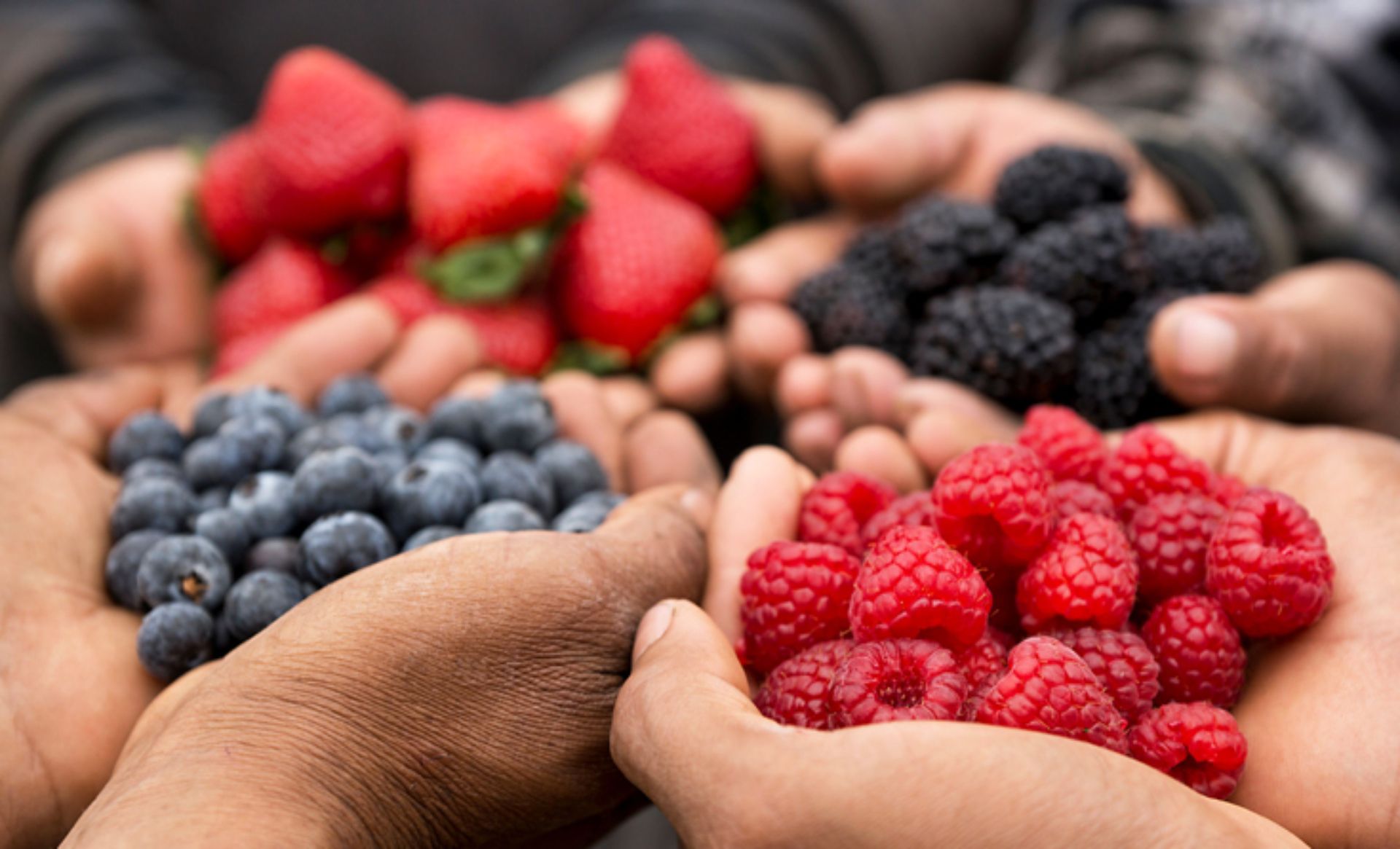 La empresa que gestiona el proyecto se encarga del cultivo de fresas y otros frutos rojos (Foto: BerryMex)