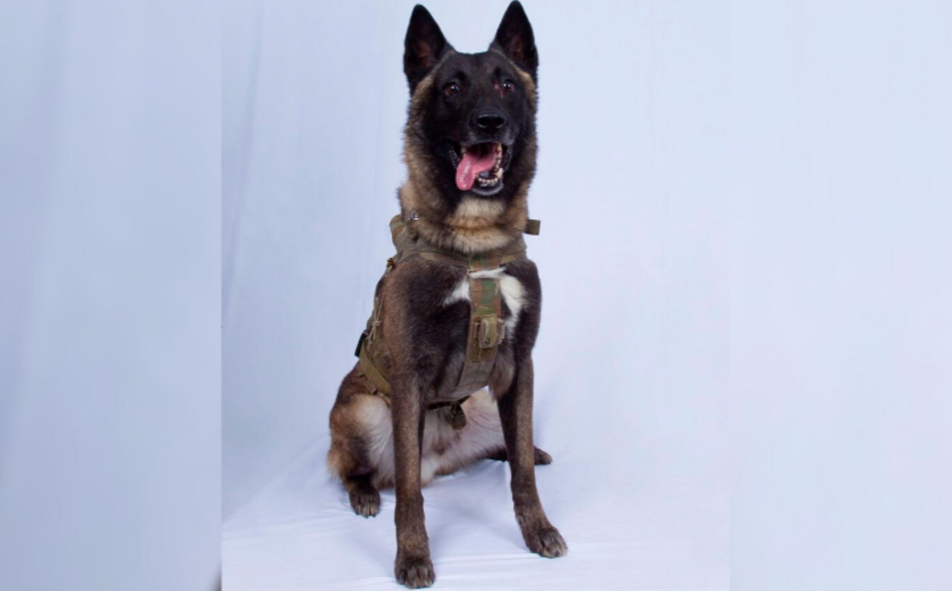 Conan, el perro que participó en la operación en la que murió Abu Bakr al Bagdadi