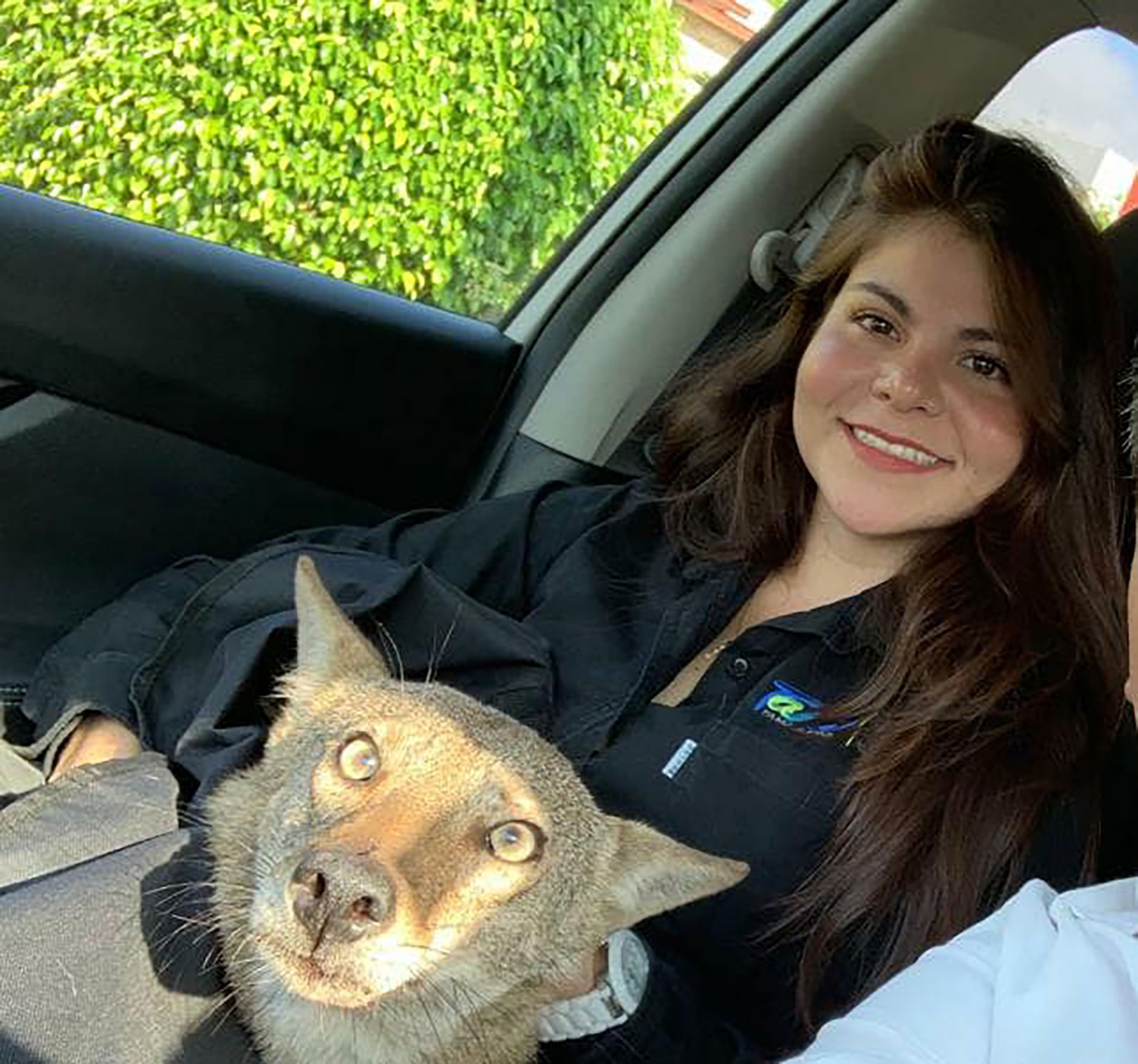 Andrea vio que adelante de ella un carro atropelló a un cachorro de coyote y decidió ayudarlo y llevarlo a un veterinario para salvarle la vida, sin embargo el animalito está grave Foto: (Facebook)