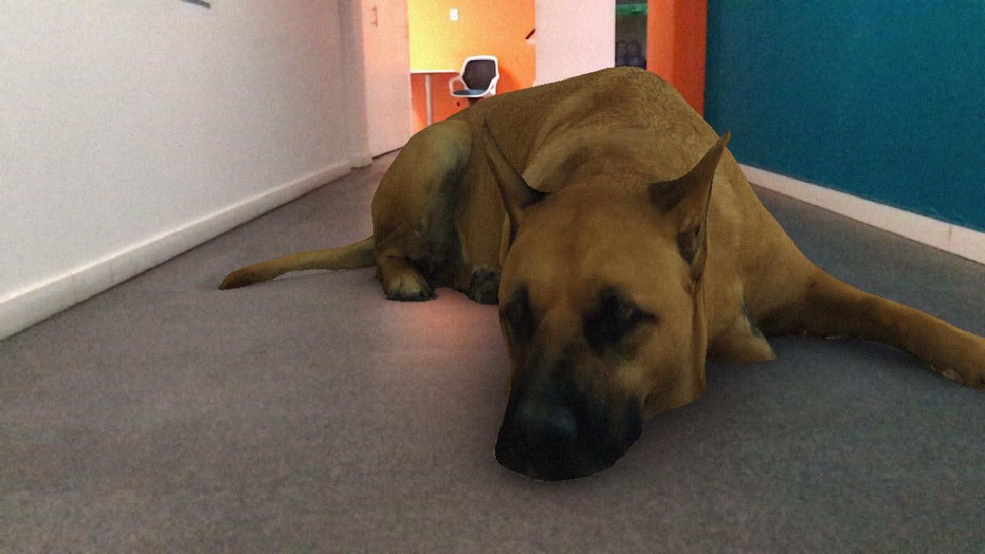 "Sasha dog", el perro que se volvió viral en las redes sociales