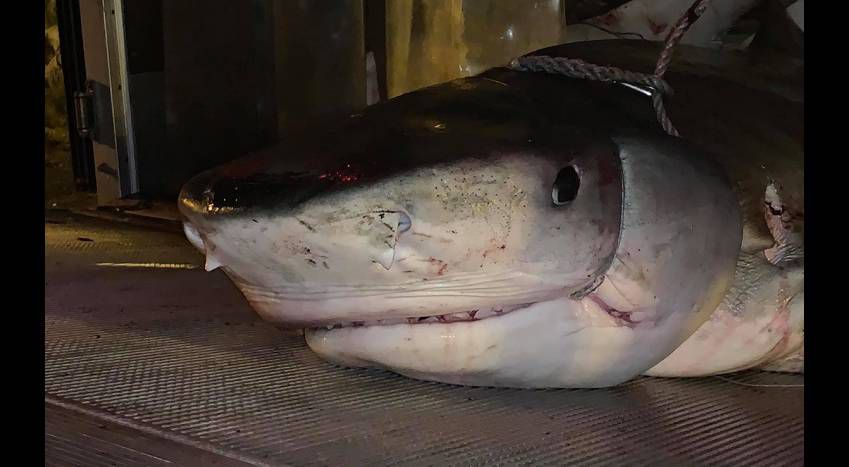 El tiburón atrapado en Isla Reunión (Crédito: gentileza GL)