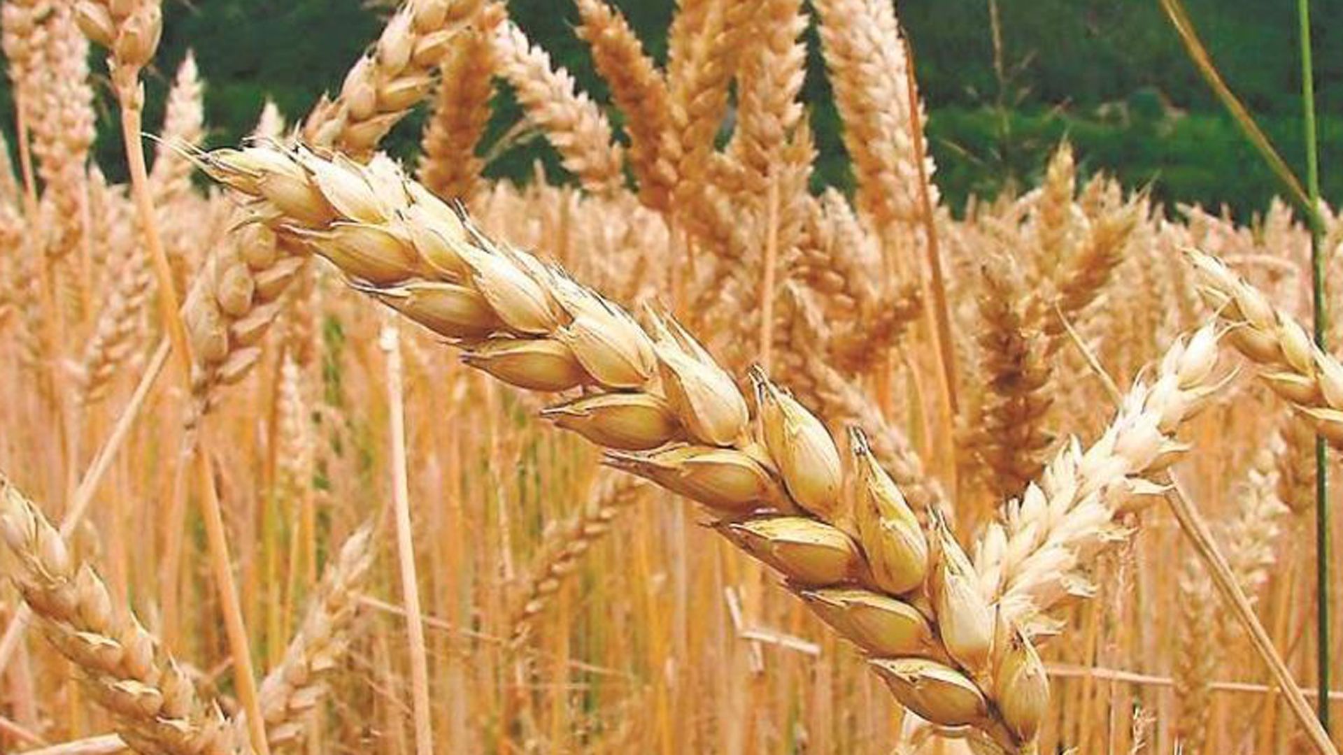 Avanza la cosecha de trigo en la zona núcleo con rendimientos por encima de los proyectados. 
