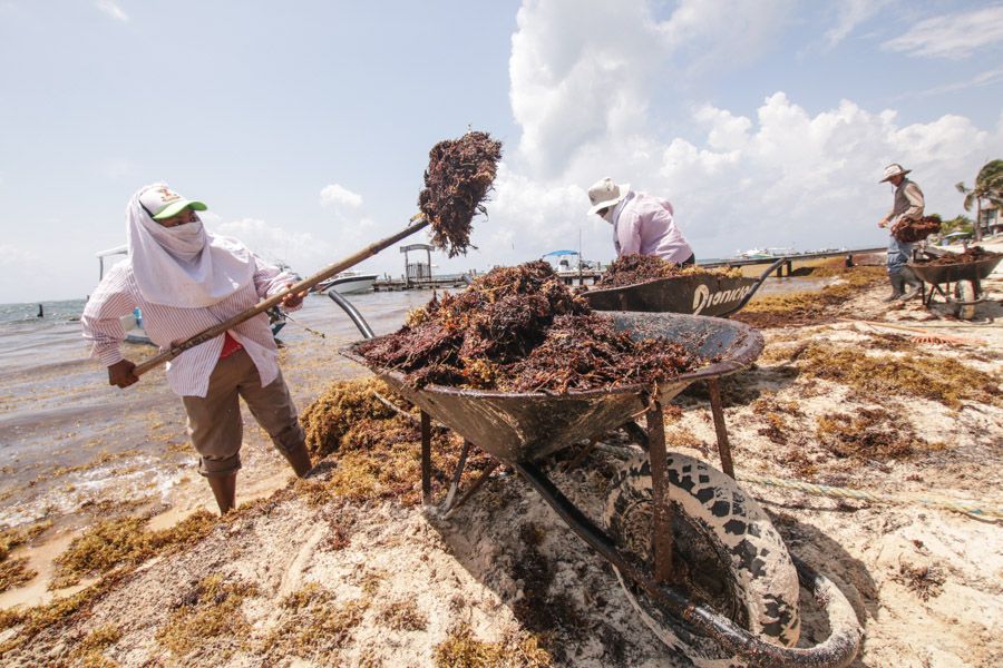 PLAYA DEL CARMEN, QUINTANA ROO, 03MAYO2019.- La Secretaría de Turismo local anunció que del 27 al 29 de mayo se realizará en Cancún el Encuentro Internacional con países del Caribe para tratar la contingencia del sargazo; fueron convocados 17 ministros de turismo y medio ambiente.
FOTO: ELIZABETH RUIZ /CUARTOSCURO