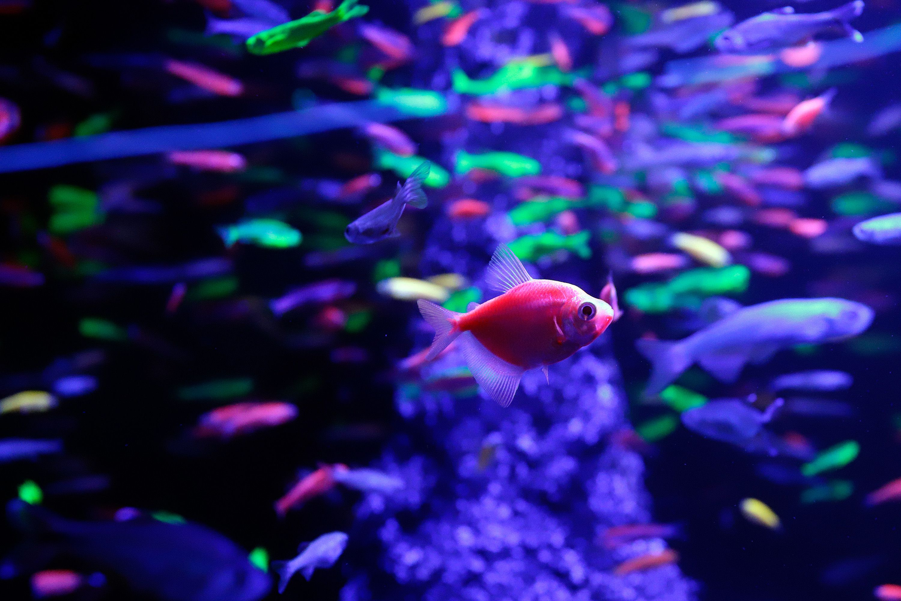 Acuario Michin en Parque Puebla, el más grande y diverso de América Latina ( Foto: Mireya Novo/ CUARTOSCURO)
