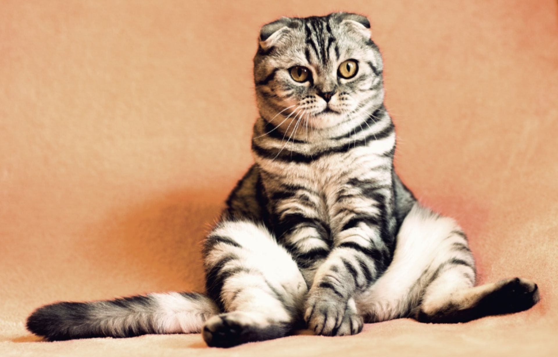 Los gatos la pueden desarrollar como enfermedad crónica (Foto: Archivo)