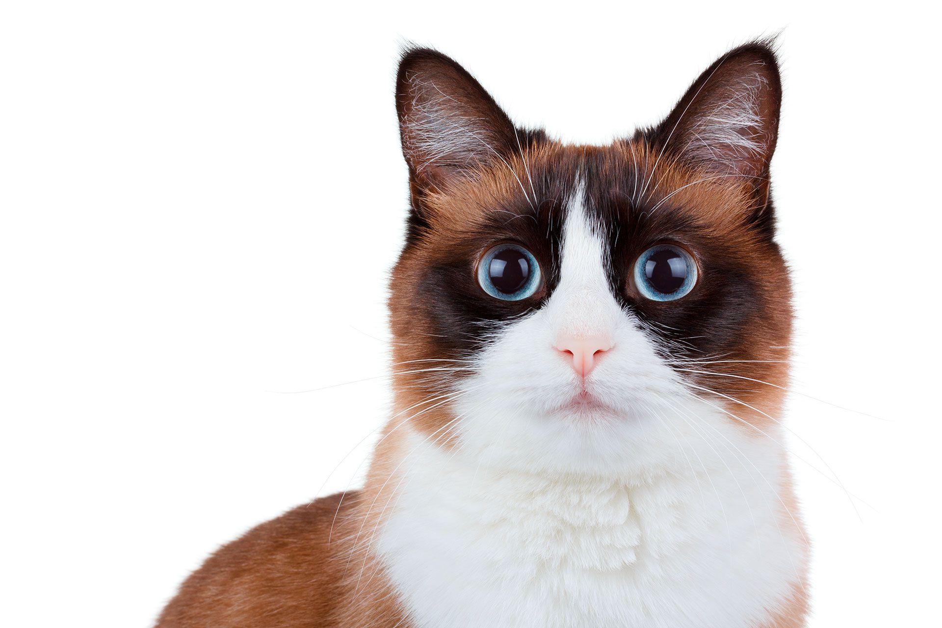 Los gatos pueden presentar varios síntomas (Foto: Shutterstock)