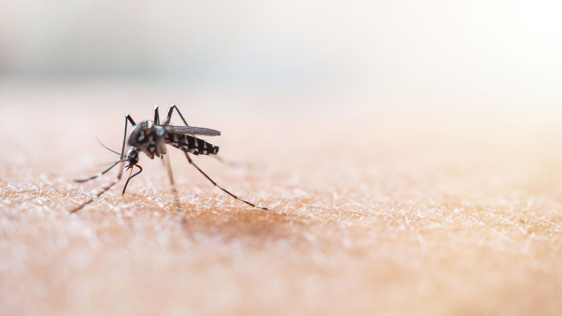 El insecticida es otro de los productos que está en falta, debido al crecimiento de los casos de dengue y zika. (Shutterstock)