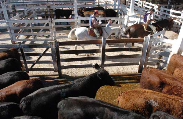  En el Mercado de Hacienda de Liniers se llegó a pagar más de 110 pesos por kilo de carne. (Télam)