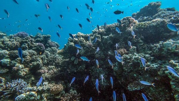 Egipto: el turismo amenaza los corales del mar Rojo