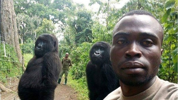 Las increíbles selfies de guardaparques del Congo con gorilas "casi humanos"