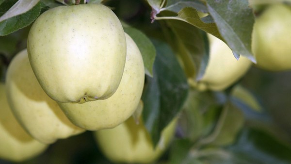 Peras y manzanas, ¿los árboles ya no dan frutos?