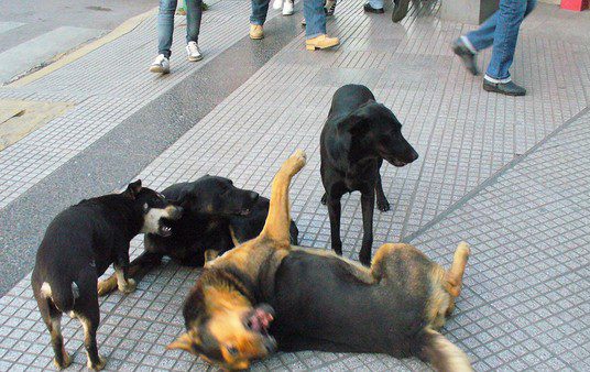 Preocupa en Casilda la superpoblación de perros: hay uno cada tres habitantes