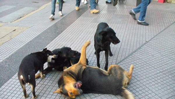 Preocupa en Casilda la superpoblación de perros: hay uno cada tres habitantes