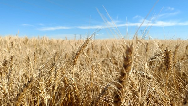 "El trigo argentino ha diversificado enormemente sus mercados"