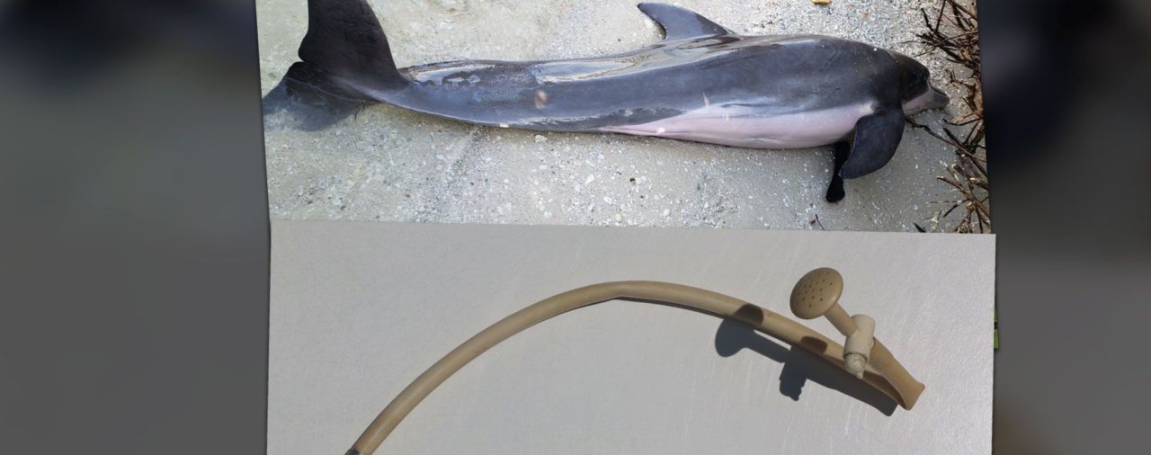 Florida: Encontraron una manguera de plástico dentro del estómago de un delfín muerto