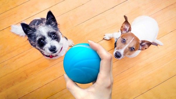 Mascotas: crean una pelota tech para entretener a perros y gatos