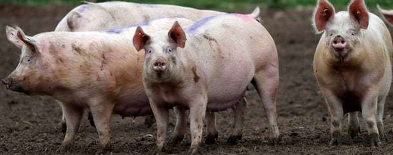 Peste porcina en China afecta exportaciones brasileñas de soja