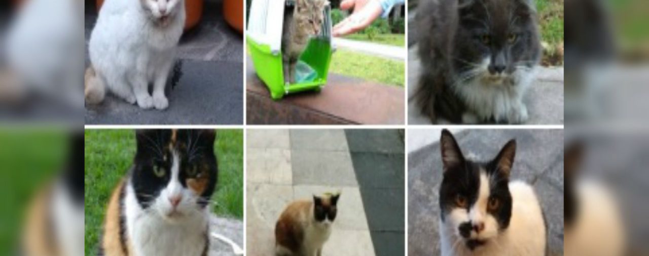 Pulgas, Cosquillas, Gandalla… los gatos de Palacio Nacional que provocaron un enfrentamiento entre gobierno y activistas
