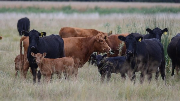 Radiografía del stock bovino: menos vacas y 54 millones de cabezas
