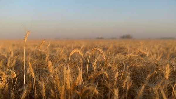 Brasil, un mercado clave para el trigo, los lácteos y las frutas argentinas