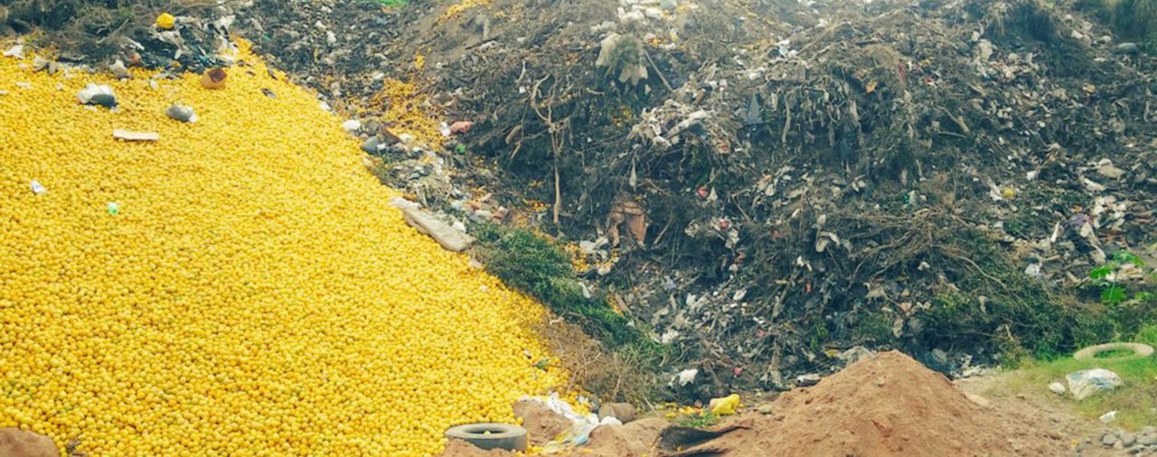 Cuáles son las razones que complican la cosecha de limones en Tucumán