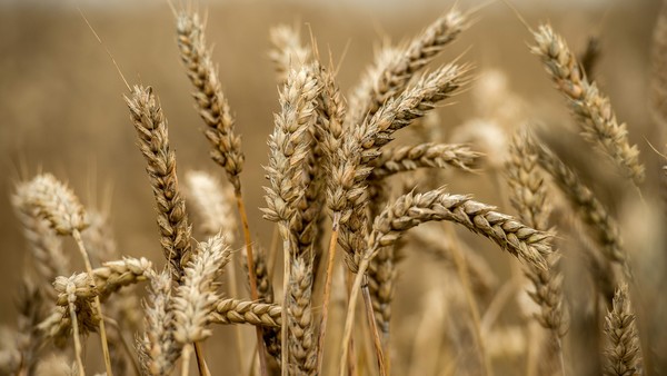 Esperan una cosecha récord de trigo y los productores ya vendieron anticipadamente el 10%