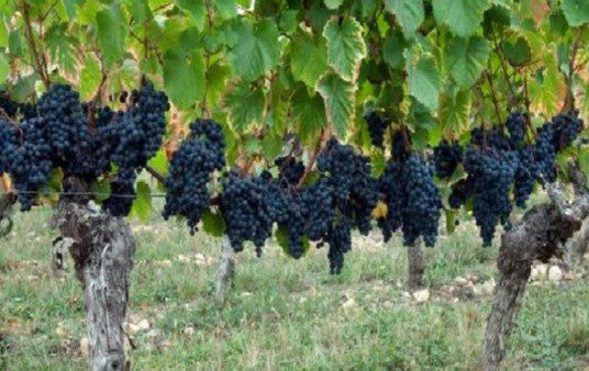 Incentivan la exportación de vinos con sello "alimento argentino"
