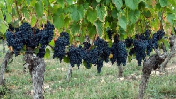 Incentivan la exportación de vinos con sello "alimento argentino"