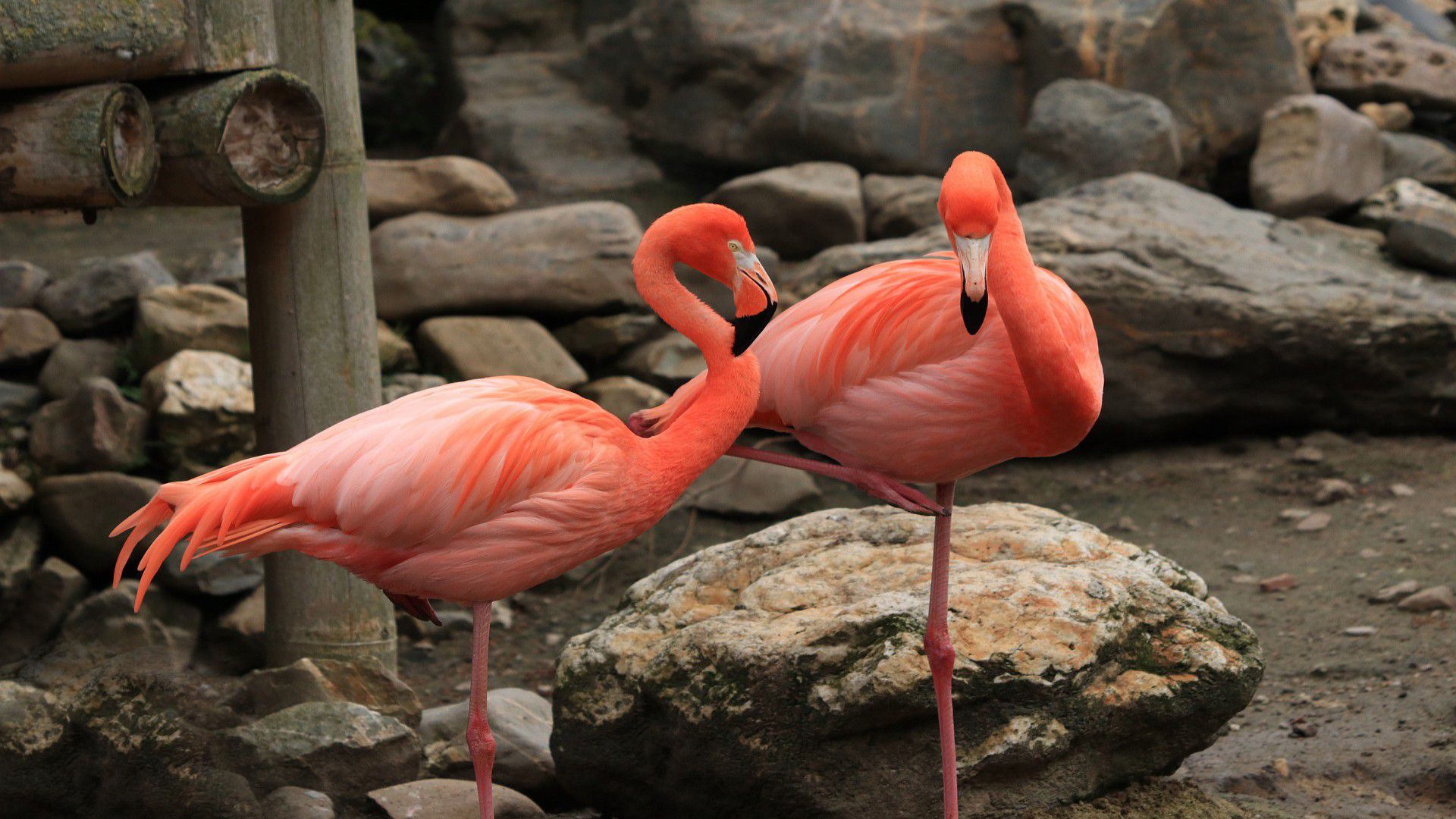 Los flamingos están siendo entrenados para ser padres sustitutos en caso de que los padres biológicos no puedan criar a su polluelo (Foto: Pixabay)