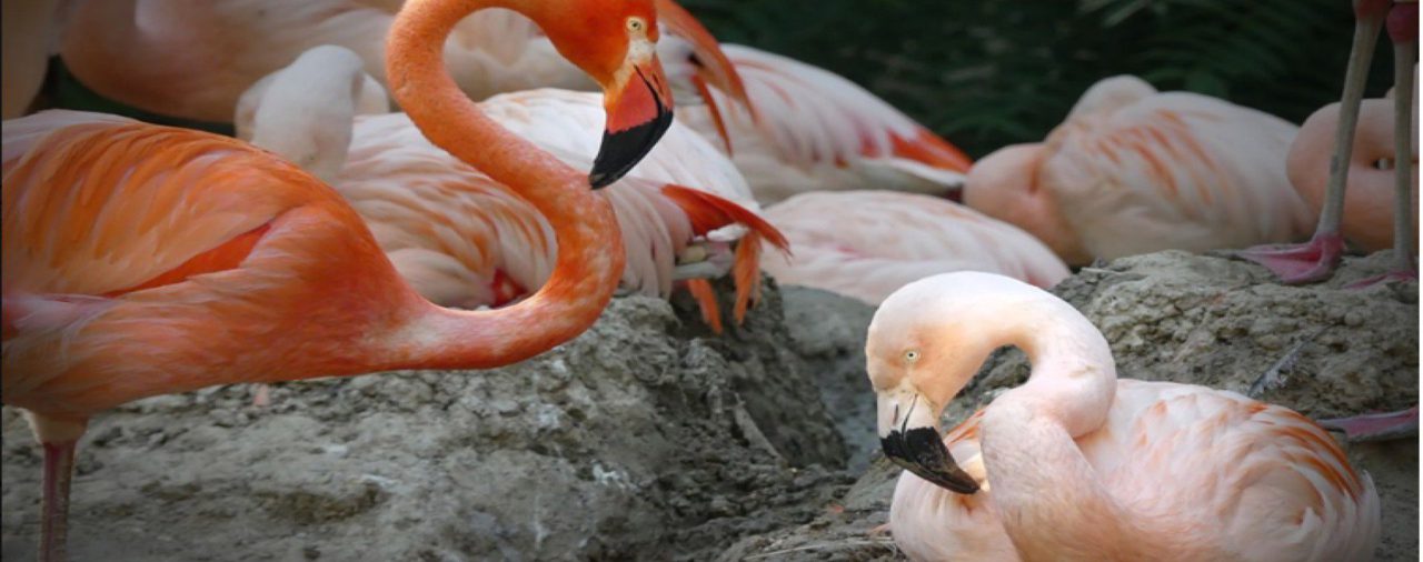 La historia de la pareja de flamingos del mismo sexo que tienen la capacidad de ser padres sustitutos
