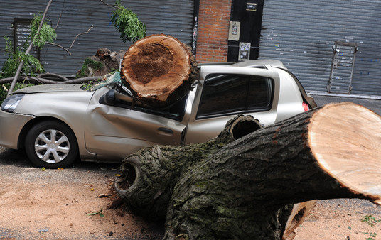 La justicia ordenó a la Ciudad indemnizar a un hombre cuyo auto fue aplastado por un árbol
