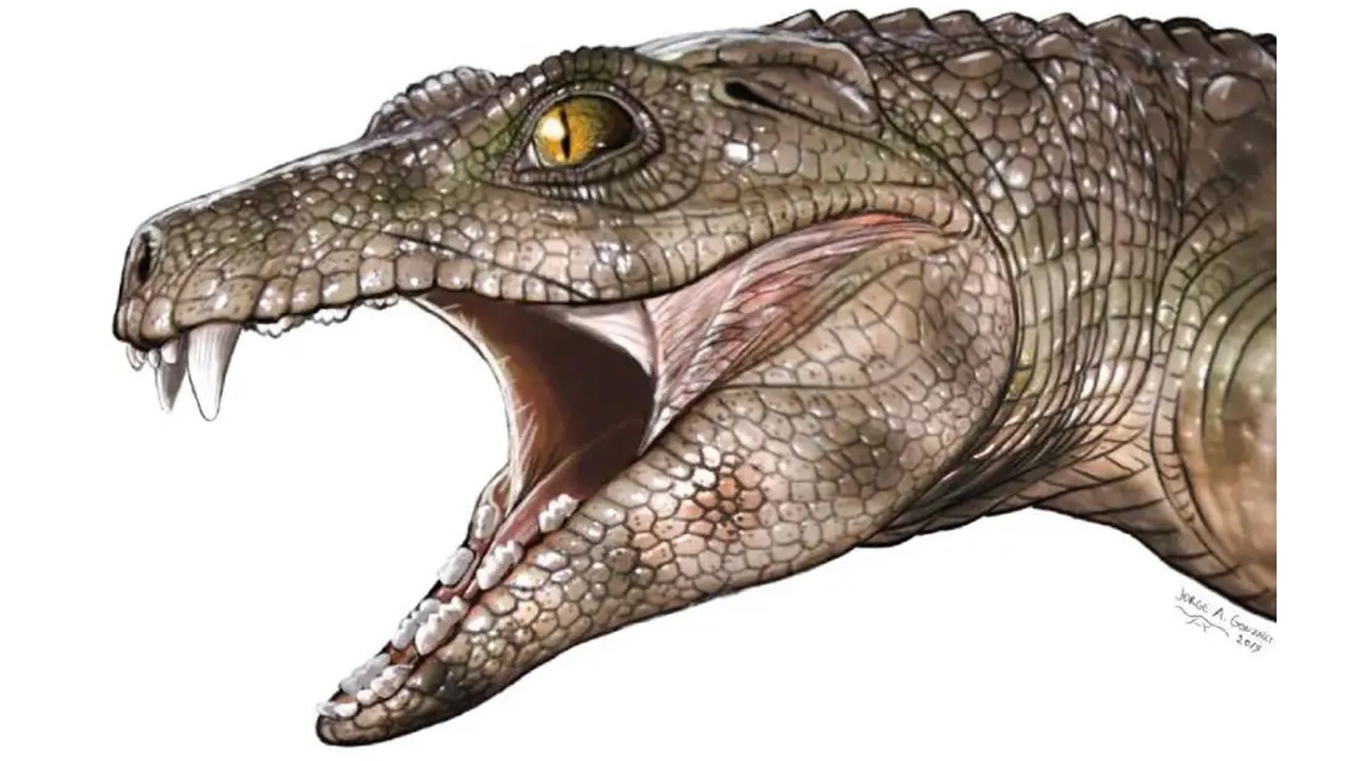 Ilustración de una representación del antepasado del cocodrilo actual: Dibujo de Jorge A. González